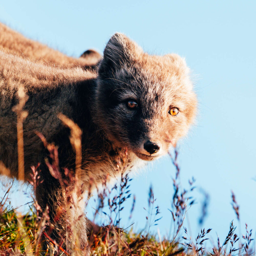 Arctic fox walking on a hill in Svalbard