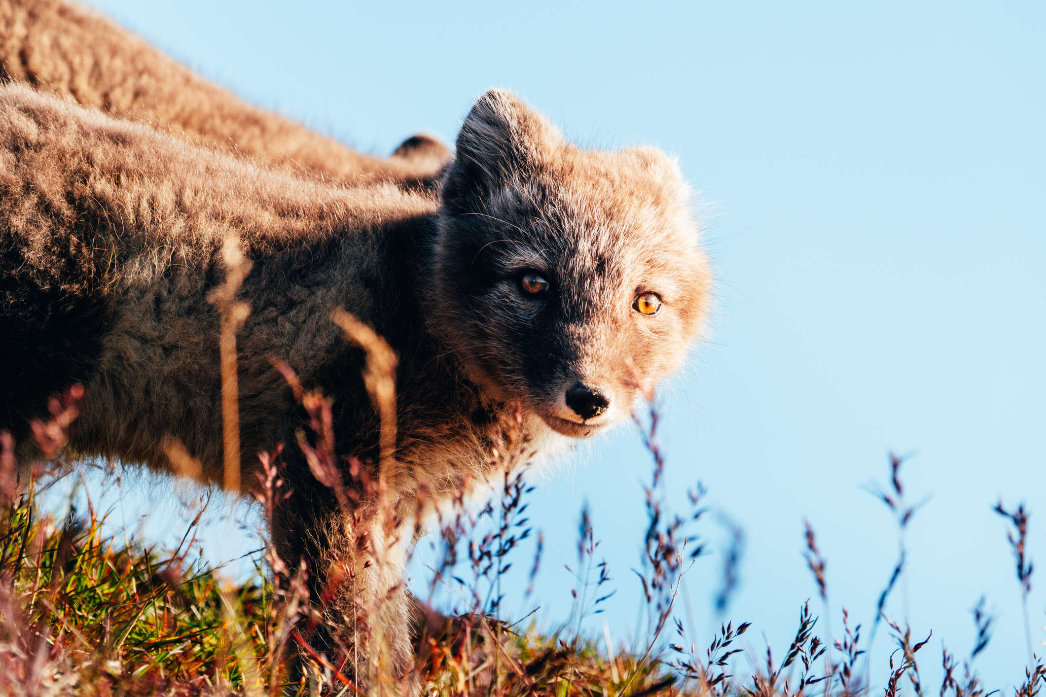 Arctic fox at sunset looking in to the camera